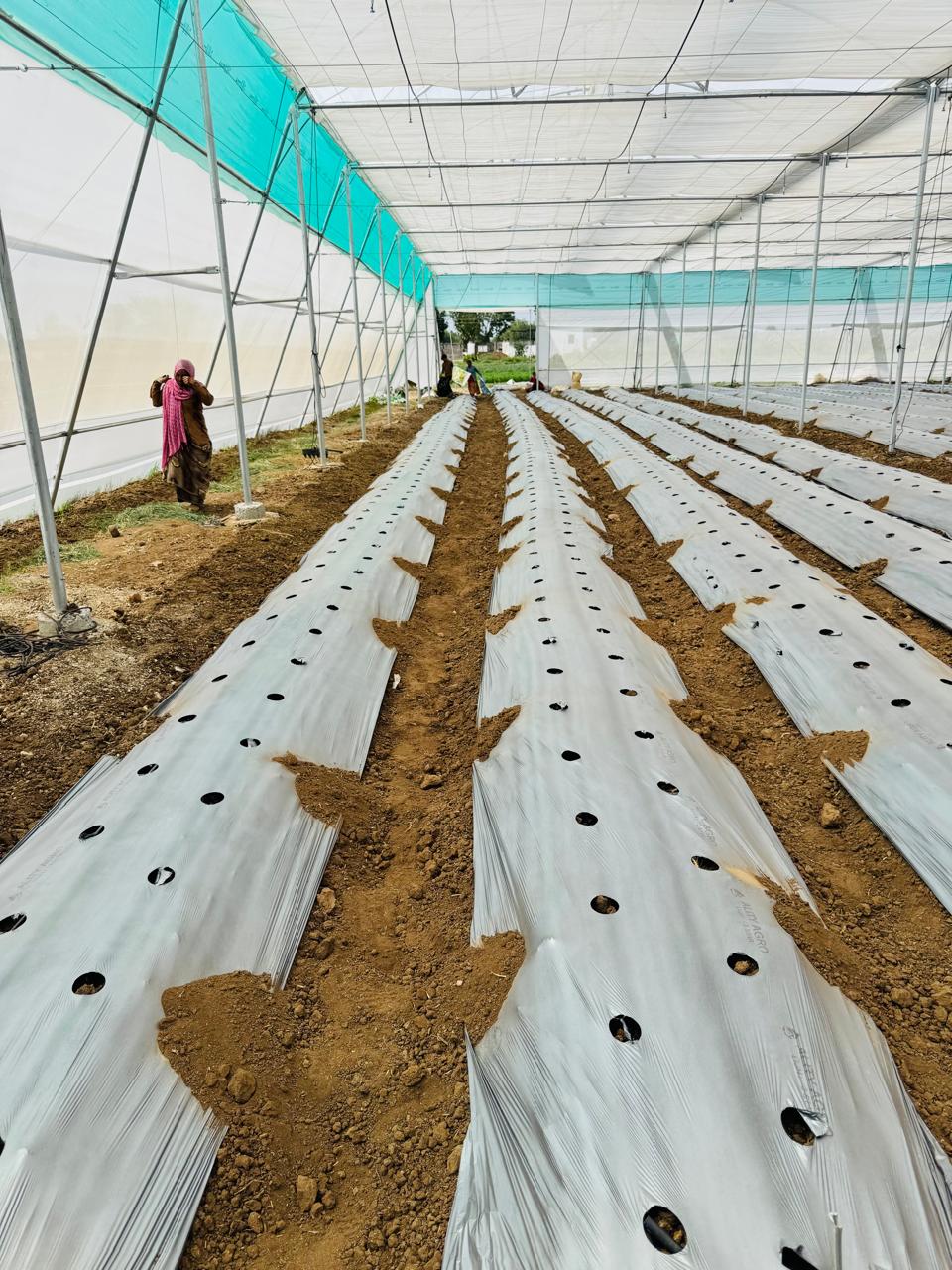 Modern Greenhouse